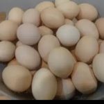 تخم مرغ محلی ونطفه دار از مرغ سیاه