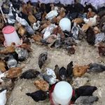 نیمچه گلپایگانی گردن لخت وکاکلی