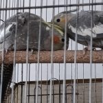 ۲عددعروس هلندی نیمه اهلی