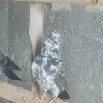 کبوتر نرو ماده