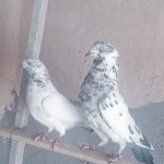 کبوتر نرو ماده