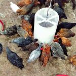 نیمچه گلپایگانی گردن لخت وکاکلی