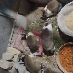 فروش خرگوش