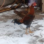 خروس و مرغ لاری
