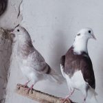 جوجه کبوتر