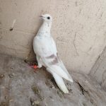 پرنده کفتر سار اوقون آلمانی پرشی