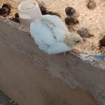 فروش بلدرچین