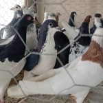 کفتر رنگی