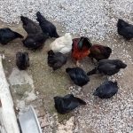 تخم مرغ محلی ونطفه دار