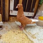 کفتر دم سفید بزن
