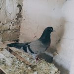 جوجه کبوتر
