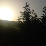 فروش باغ