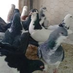کفتر رنگی