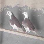 کبوتر نرو ماده