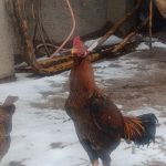 خروس و مرغ لاری