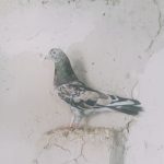 کبوتر نرو ماده