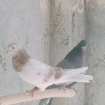 کبوتر نرو ماده