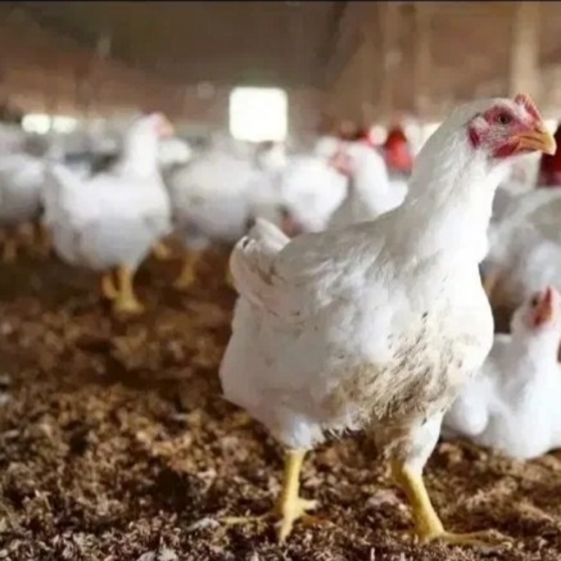 مرغ فروشی جانعلی پور در کیاشهر