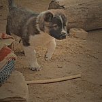 توله خراسانی