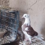 جوجه کبوتر