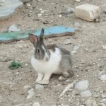 فروش خرگوش