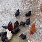 تخم مرغ محلی ونطفه دار از مرغ سیاه