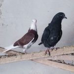 جوجه کبوتر