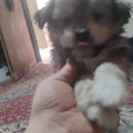 توله ۴۰روزه شیتزو پامر