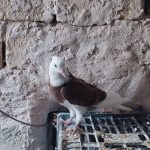 جوجه کبوتر