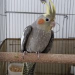 ۲عددعروس هلندی نیمه اهلی