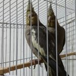عروس هلندی و کبوتر