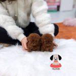 پودل بدون ریزش مو