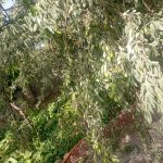 فروش هزار متر باغ 5 ساله در دشت اول گرمابسرد.