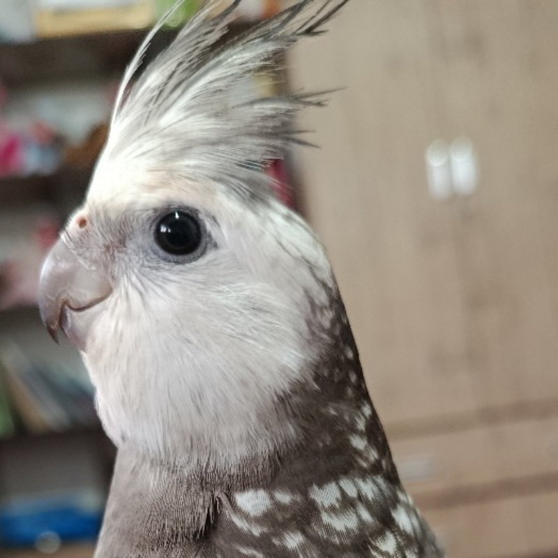 گمشده