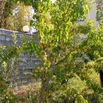 فروش هزار متر باغ 5 ساله در دشت اول گرمابسرد.