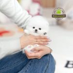 خرید سگ پامرانین ارزان