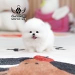 خرید سگ پامرانین ارزان