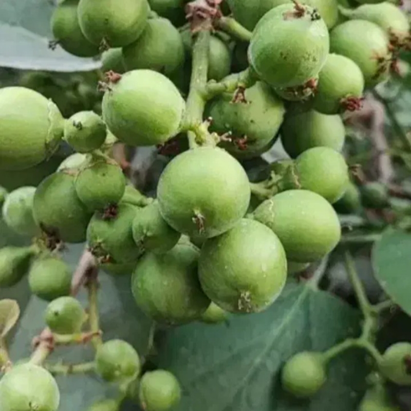 لمپچ پوهیل سپستان