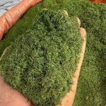 فروش انواع گیاهان دارویی