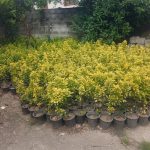 گل شمشاد طلایی ۲سال بدون پوسیدگی