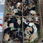 جوجه رنگی و جوجه گلپایگان اصیل 5 روزه