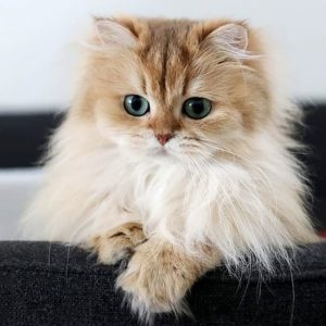 نگه داری از گربه