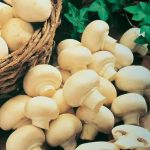 فروش قارچ دکمه‌ای