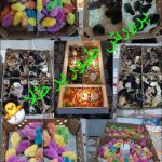 جوجه رنگی و جوجه گلپایگان اصیل 5 روزه