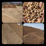 خرید و فروش پوست پسته و انواع ضایعات کشاورزی