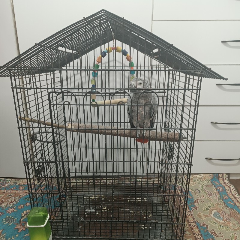 کاسکو