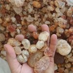 فروش انواع گیاهان دارویی