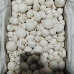 فروش قارچ دکمه‌ای