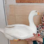 اردک و قو غاز
