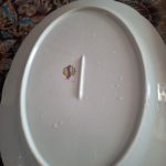 دیس گل سرخی ژاپنی